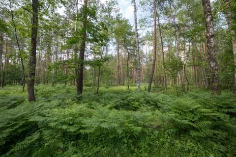 Wild spring forest wide angle landscape Stock Photos