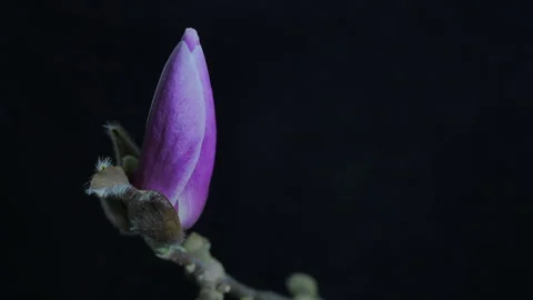 Wild Spring Magnolia Flower Time Lapse Close Up Black Background Stock Footage 331783414