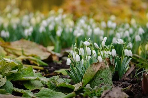 Wild in spring snowdrops bloom. Spring background with Snowdrops Galanthus .. 스톡 사진