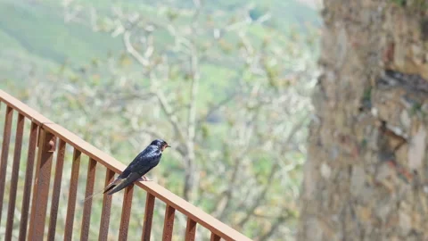Wild spring swallow bird singing on countryside rural habitat,animal wildlife Stock Footage 153245305