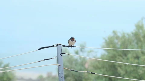 Wild spring swallow bird under a rain storm.Climate changes,animal wildlife Stock Footage 153632551