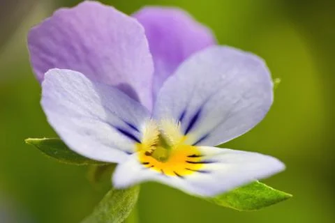 Wild spring violets flowers close up Stock Photos
