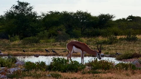 A wild springbok drinks from a small puddle in the arid African savanna. 스톡 동영상 332600562