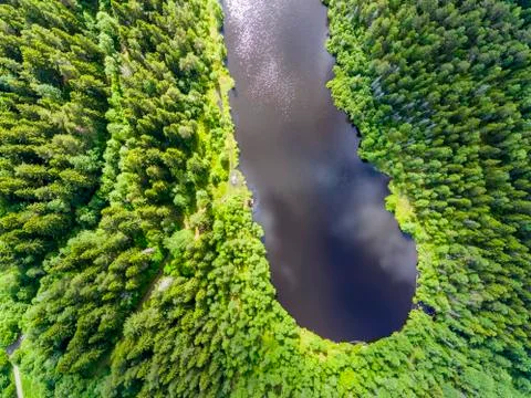 Wild spruce forest surrounds a small forest lake in summer, aerial view Фото