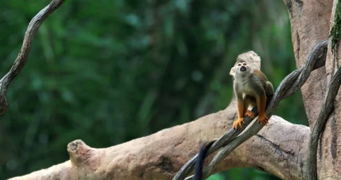 Wild Squirel monkey jumps over tree brunches and jungle lianas in Amazon forest Stock Footage 164622863