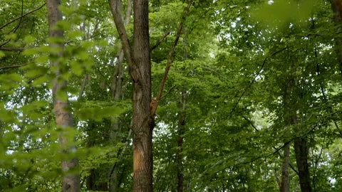 Wild Squirrel Climbing Tree, Pan Up Through Lush Green Forest Canopy, 8K Stock Footage 327408975