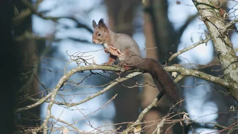 Wild squirrel climbing in tree sitting on the branch Stock Footage 164217843