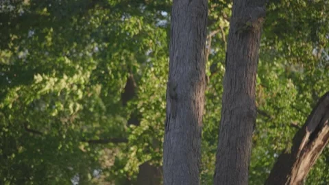 Wild Squirrel Climbing Tree Trunk in Sunlit Forest During Golden Hour Stock Footage 326714052