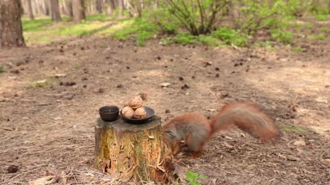 The wild squirrel collects the walnuts that humans brought. Stock Footage 153839792