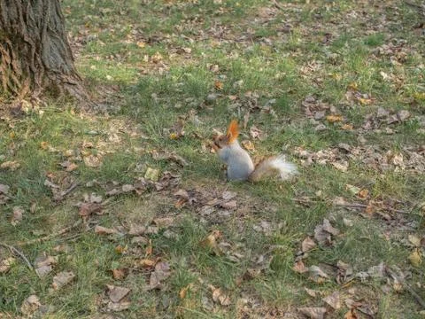 The wild squirrel descended from the tree in search of food. Stock Photos