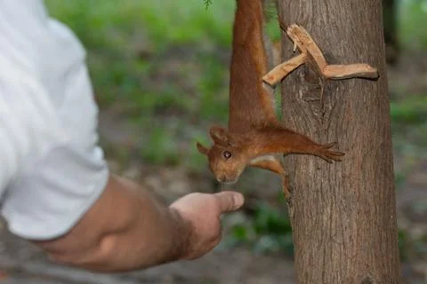 Wild squirrel eat from hand Stock Photos