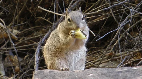 Wild squirrel eating apple Video stock 59863866