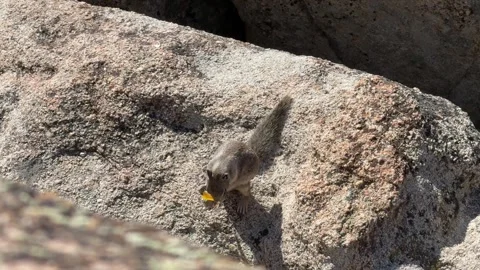 Wild Squirrel Eating Dried Fruit on Rocky Mountain Terrain in California Stock Footage 343008950