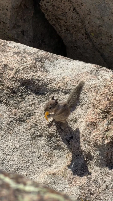 Wild Squirrel Eating Dried Fruit on Granite Rock in California Stock Footage 343008952