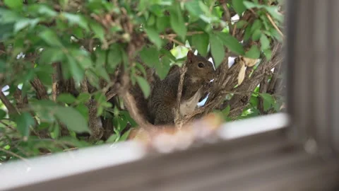 Wild Squirrel Eating a Nut in Green Bushes Near a Window Stock Footage 340836311