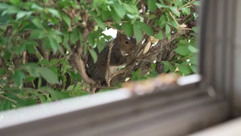 Wild Squirrel Eating a Nut in Green Bushes Near a Window Stock Footage 340836462