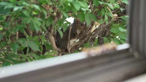 Wild Squirrel Eating a Nut in Green Bushes Near a Window Stock Footage 340836542