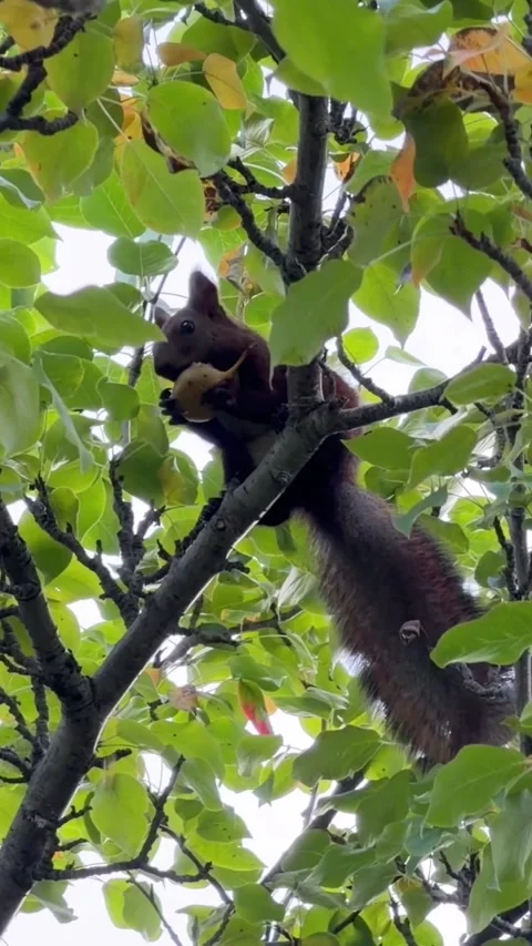 A wild squirrel eats a pear while sitting at the top of a tree Stock Footage 345478864