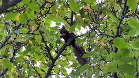 A wild squirrel eats a pear while sitting at the top of a tree Stock Footage 345478869