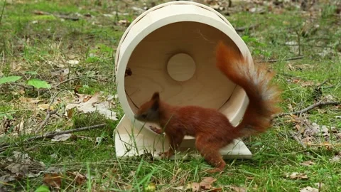 Wild squirrel exploring and moving through exercise wheel in forest park Stock Footage 314137488