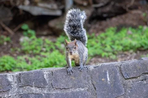 Wild squirrel exploring stone edge in a wooded area of Los Colomos Forest Stock-Fotos