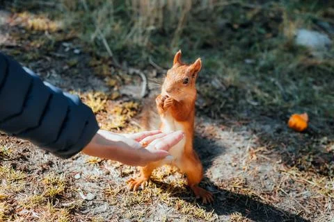 Wild squirrel feeding interaction with hand in natural forest Stock Photos