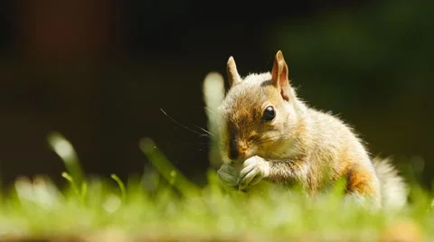 A wild squirrel feeds on seeds 4K Stock Footage 52491632