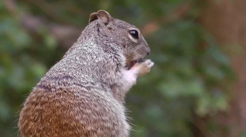 Wild Squirrel Stockbeeldmateriaal 59863881