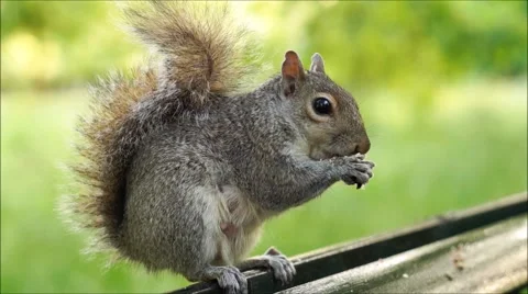 A wild squirrel Stock Footage 65189567
