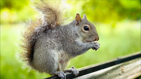 A wild squirrel Stock Footage 75903158