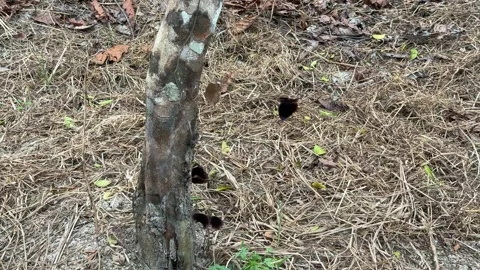 Wild Squirrel Foraging on the Forest Floor in Natural Habitat Stock Footage 344832906