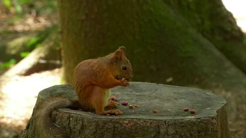 Wild squirrel in the forest sits on a tree stump Stock Footage 158882317