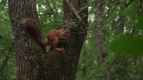 A wild squirrel in the forest is sitting on a tree and eating something Stock Footage 164035928