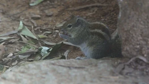 Wild Squirrel Gnawing Nuts Stock Footage 90840945
