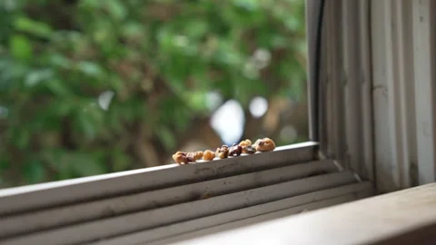 Wild Squirrel Jumps From Bushes to Open Window and Takes a Nut Stock Footage 340836396
