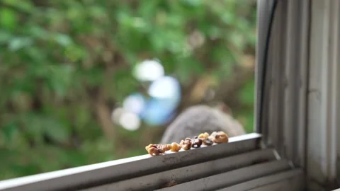 Wild Squirrel Jumps From Bushes to Open Window and Takes a Nut Stock Footage 340836593