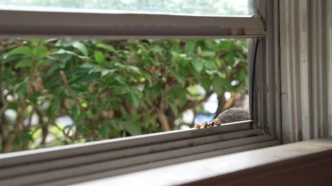 Wild Squirrel Jumps From Bushes to Open Window and Takes a Nut Stock Footage 340836756