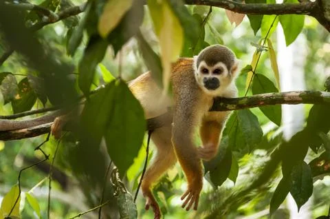 Wild Squirrel Monkey Among Dense Rainforest Vegetation in Ecuadorian Amazon Stock Photos