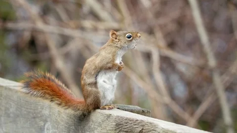 Wild squirrel in nature background Stock Footage 271412896