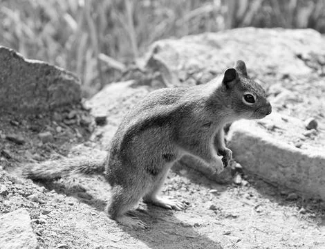 Wild squirrel in nature. Gopher or squirrel outdoor. Wild animal in nature Stock Photos