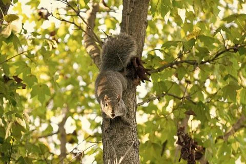 Wild squirrel in nature. Gopher or squirrel outdoor. Wild animal in nature Stock Photos