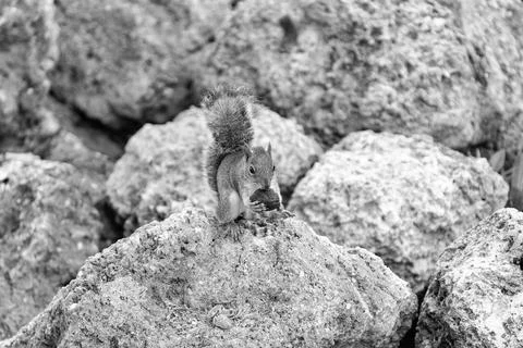 Wild squirrel in nature. Gopher or squirrel outdoor. Wild animal in nature Stock Photos