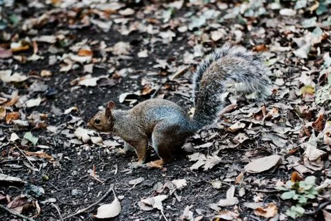 Wild squirrel in park Stock Photos