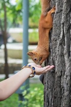 Wild squirrel in the park Stock Photos