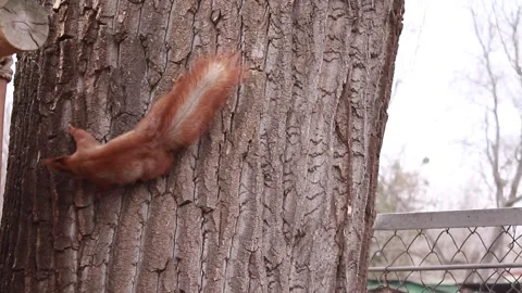 Wild squirrel in park. squirrel climbs the tree Stock Footage 154429397