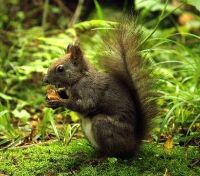 Wild squirrel . Stock Photos