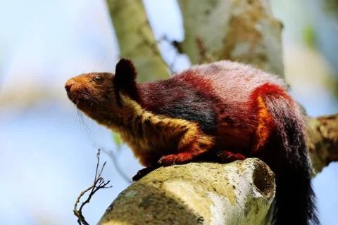 Wild squirrel Foto stock