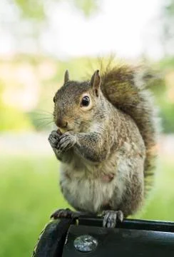 A wild squirrel Stock Photos