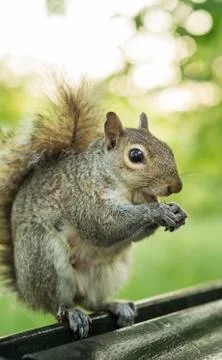 A wild squirrel Stock Photos