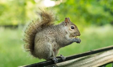 A wild squirrel Stock Photos